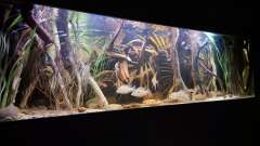 Hauptbild aus Amazonas - Wasserwelt