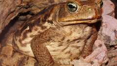 Hauptbild aus "Das Warzen-Chalet"