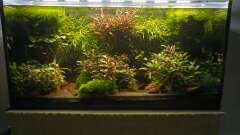 Hauptbild aus Land of the fallen trees aufgelöst