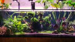 Hauptbild aus Brazilian Dream