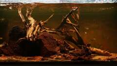 Hauptbild aus Neotropischer Flussabschnitt