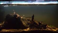 Hauptbild aus Neotropischer Flussabschnitt