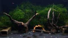 Hauptbild aus L236 and Friends