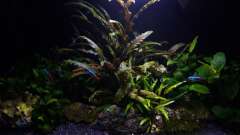 Hauptbild aus Panda and Friends