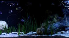 Hauptbild aus Lake Malawi 3.0 - Sandzone