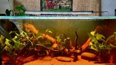 Hauptbild aus Küchen-Aquarium