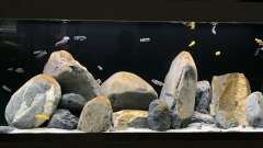 Hauptbild aus 1st Mbuna Tank