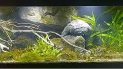 Hauptbild aus Budget-Mittelaremika