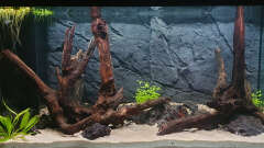 Hauptbild aus Südamerikabecken