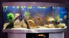 Hauptbild aus Südamerika/Mittelamerika