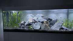 Hauptbild aus Malawi Aquarium Mbuna/ Nonmbuna