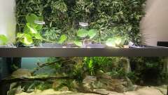 Hauptbild aus Altifrons