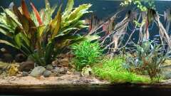 Hauptbild aus Südamerika-Suppe