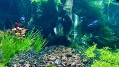 Hauptbild aus Der Weg