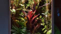 Hauptbild aus Tiny Jungle