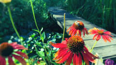 Hauptbild aus Naturteich