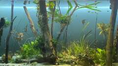 Hauptbild aus Altum Atabapo