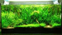 Hauptbild aus Becken 6856