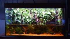 Hauptbild aus Rivarium