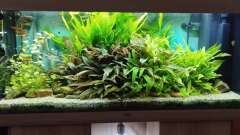 Hauptbild aus Gesellschaftsbecken Süd Ost Asien