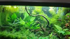 Hauptbild aus Pseudomugil Gertruade Artenbecken