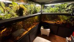 Hauptbild aus Wohnzimmeraquarium im Keller