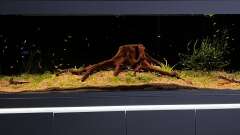 Hauptbild aus Amazonasfluss