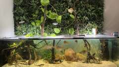 Hauptbild aus Geophagus