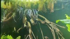 Hauptbild aus 350 liter Rio nanay Skalare und Welse