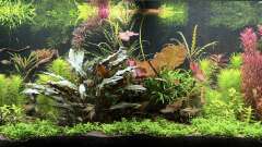 240 LiterKlassisches Gesellschaftsbecken von Thilo