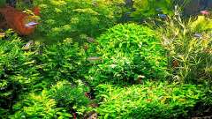 126 LiterAquascaping von odin 68