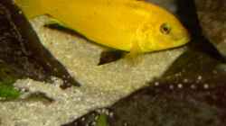 Labidochromis caeruleus Yellow Männchen