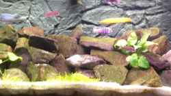 Aquarium Becken 10013