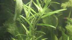 Trugkölbchen - Heteranthera zosterifolia 