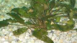 Pflanzen im Aquarium Becken 10052