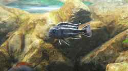 Melanochromis maingano 