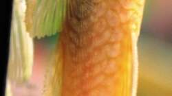 Antennenwels männchen (Albino)