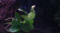 Anubias barteri var. nana