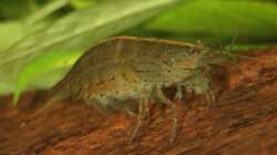 Amanogarnele schwanger