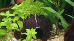 Kokusnuss mit Riccia