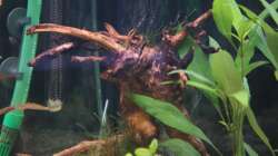 Moorwurzel mit Javamoos