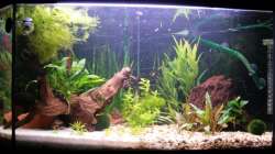 Aquarium Becken 10118