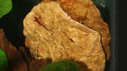 Seemandelbaumblatt 1