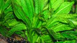 Echinodorus parviflorus - Tropica -