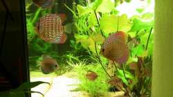 Besatz im Aquarium Diskus Becken