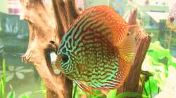 Bock mit Fahne 04.01.2010