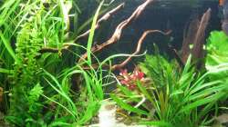 Die neuen Rotwurzeln 21.02.10