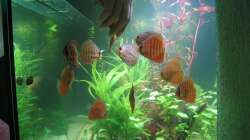 22.07.08 Unsere 2 Monate alten Fische nach dem  Einzug in Ihr neues Zuhause