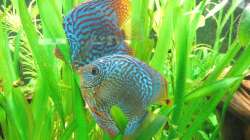 Diskuspärchen bei der Eiablage