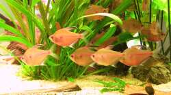 Unsere Kirschflecksalmler 04.01.2010